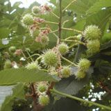 Horse Chestnut Extract/Aesculus hippocastanum/Aescin/Escin